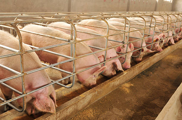 Reason Why Starting A Pig Farming Business In Nigeria is Lucrative. -  School Drillers