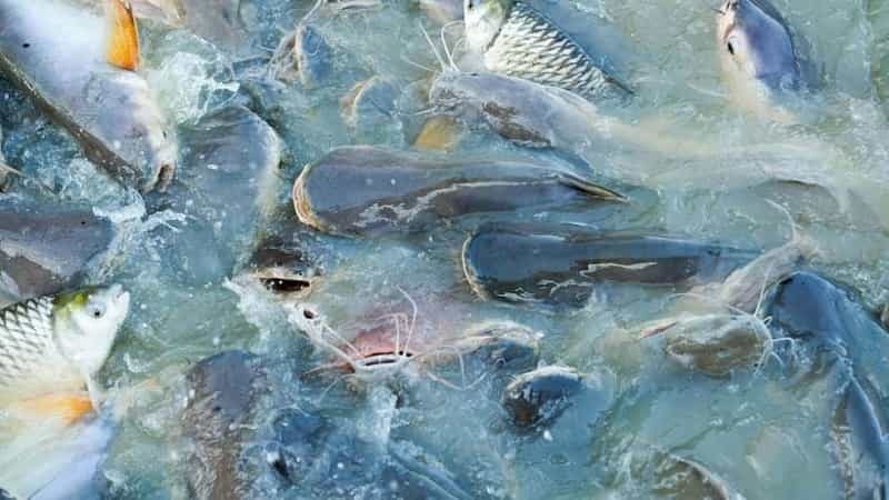 How To Start Fish Farming Business In Nigeria (Complete Guide).