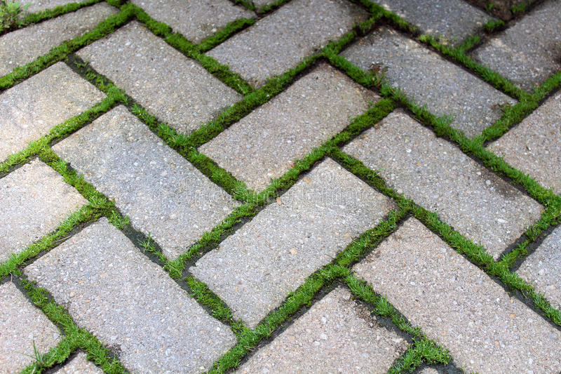 How To Get Rid Of Moss Plant In Your Lawn: Easy & Harmless Ways.