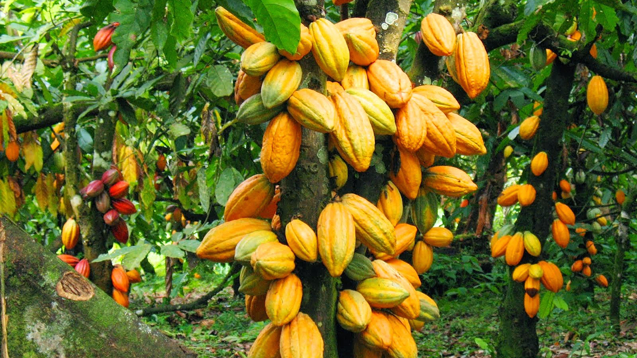 Nigerian Cocoa Farmers Record Low Production Amid Pandemic.