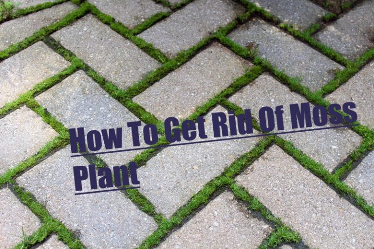 How To Get Rid Of Moss Plant In Your Lawn Easy & Harmless Ways.