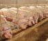 Reason Why Starting A Pig Farming Business In Nigeria is Lucrative.