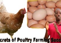 Steps To Set Up a Poultry Farming Business In Nigeria.