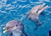 How Amazing Dolphin Swimming Sport Entertain People.