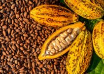 Cocoa Bean Prices  Per Ton and Kilo In Nigerian Farm.