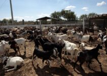 Why Animal Farming is Profitable in Nigeria.