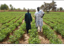 Profitability of Groundnut Farm in Nigeria.