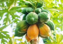 Why Pawpaw Business is Profitable in Nigeria.