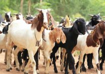Recent Prices of Goat in Nigeria: How Much is Goat.