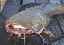 7 Most Common Types of Catfish and their Scientific Name
