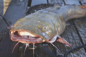 7 Most Common Types of Catfish and their Scientific Name