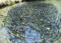 Reasons Why Fish Farming is Profitable in USA.