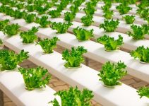 How to Start Vertical Farming in United States.