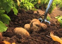 Tips to Starting Potato Farm Business