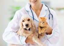 Best Pets Insurance for Pets Owners.