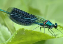 Dragonfly Spiritual Meaning: Fact About Seeing a Dragonfly