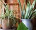 7 Best Loving Plants That Can Give Your Home Some Color