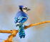 Blue Jays Spiritual Meaning: Spiritual Message of a Blue Jay