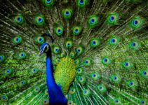 Biblical Meaning of Dream of a Peacock