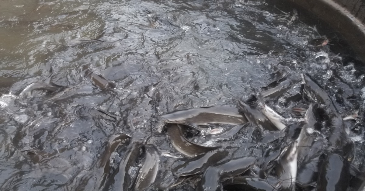 6 Steps To Start Catfish Farming Business School Drillers