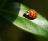 The Spiritual Meaning of Ladybug