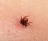 Most Dangerous Ticks that can Transmit Disease to Humans