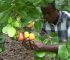Tips You Need To Start Cashew Plantation Business