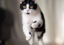 Spiritual Meaning of Black and White Cat