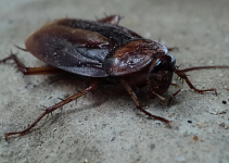 The Spiritual Meaning of a Cockroach
