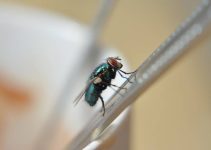 Biblical Meaning of Flies in Your House