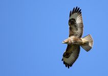 Spiritual Meaning of Buzzards