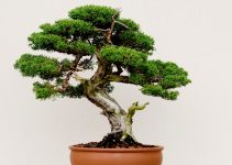 The Spiritual Meaning of Bonsai Tree