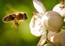 Spiritual Meaning of Getting Stung by a Bee