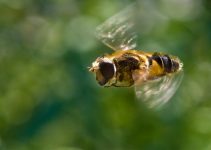 Biblical Meaning of Bees in Dreams