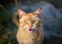 The Spiritual Meaning of Stray Cat Meowing