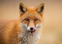 The Spiritual Meaning of Red Fox