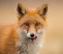 The Spiritual Meaning of Red Fox