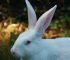 Spiritual Meaning of Seeing a Rabbit At Night