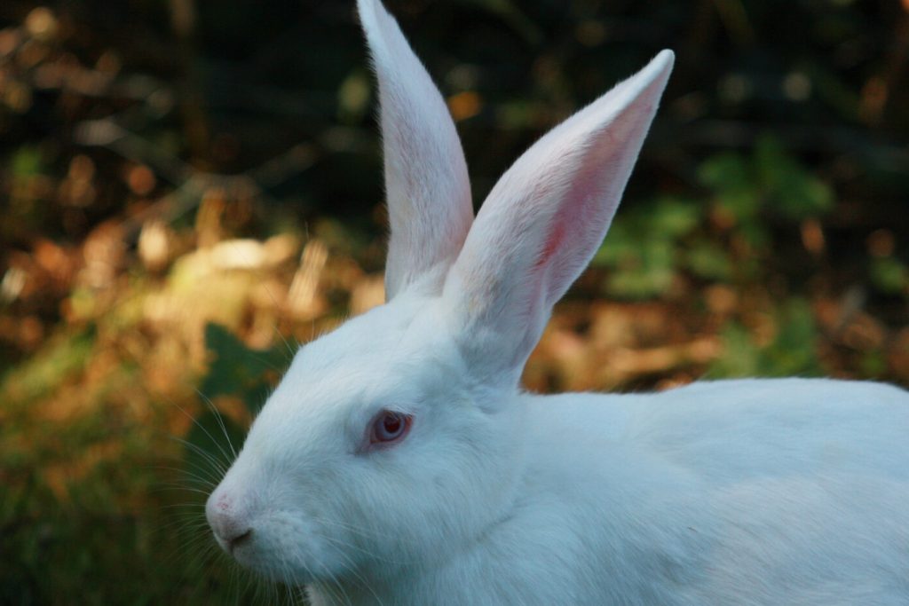 Spiritual Meaning Of Seeing A Rabbit At Night School Drillers