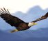The Spiritual Meaning of Seeing an Eagle
