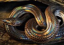 Biblical Meaning of Snake Dreams