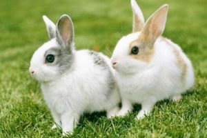 The Dream Meaning of White Rabbit