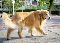Interpretation of Dog Tail Communication