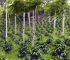 How to Start Agro Forestry Business in Nigeria