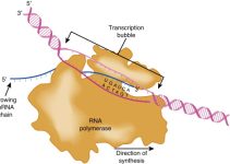 How Cell Uses DNA and RNA to Direct Protein Synthesis