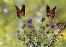 Interpretation of Coming Across Butterflies