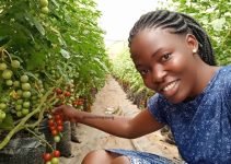How to Start Tomato Farming in Uganda