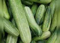 What Are 10 Health Benefits of Cucumbers?