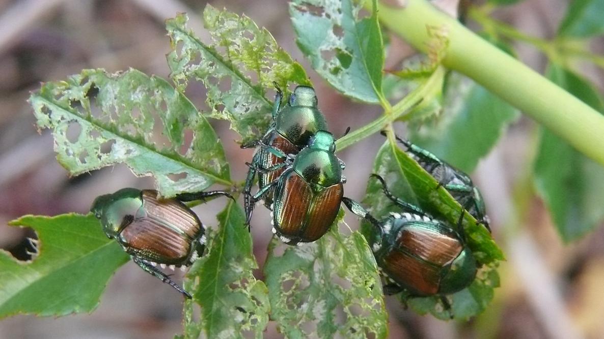Most Effective Insecticide For Japanese Beetles School Drillers