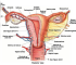 Main Ligament Support of Uterus Function